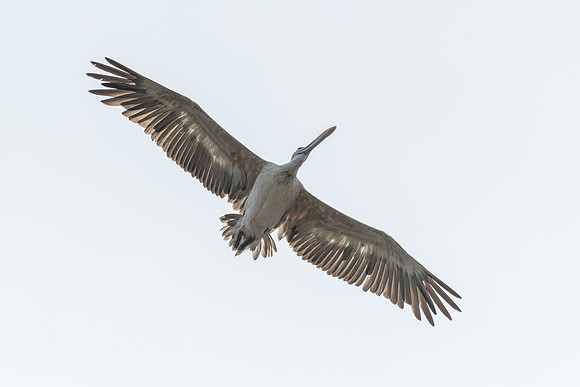Spot-Billed Pelican