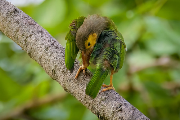 Brown-headed Barbet II