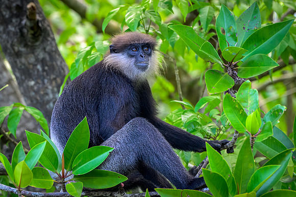 Purple-faced Leaf Monkey I