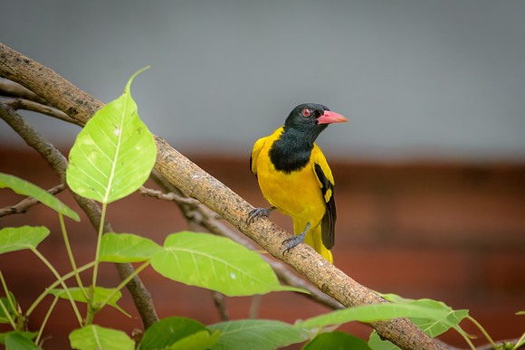 Black Hooded Oriole