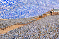 Fish Drying III