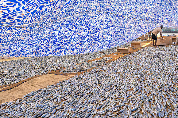 Fish Drying III