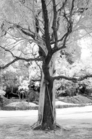 Two Trees – Infrared