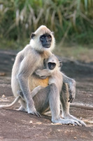 Tufted Grey Langur Monkey I
