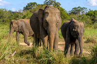 Indian Elephant I