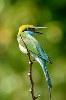 Little Green Bee-eater