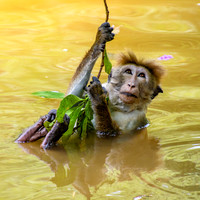 Toque Macaque Monkey III