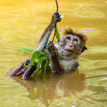 Toque Macaque Monkey III