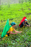 Tea Plucking – Labookellie I