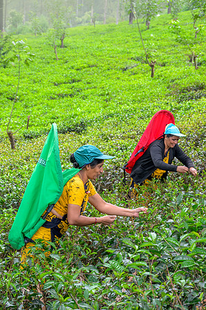 Tea Plucking – Labookellie I