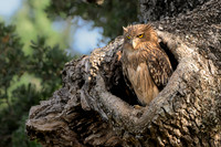 Brown Fish Owl II