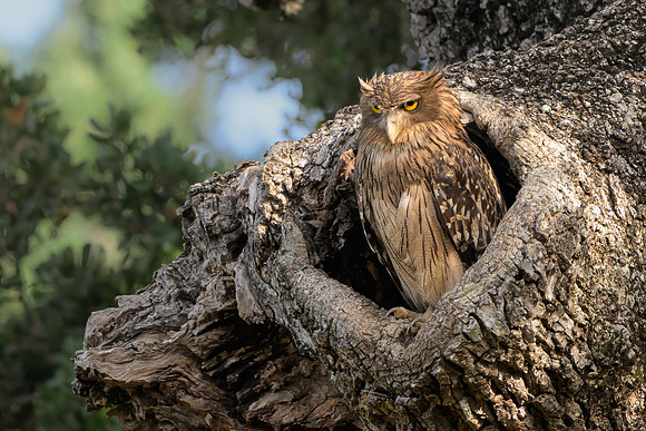 Brown Fish Owl II