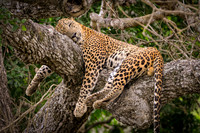 Resting Leopard – Yala NP