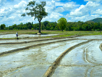 Rice 'Paddy' Fields, Southern Province I