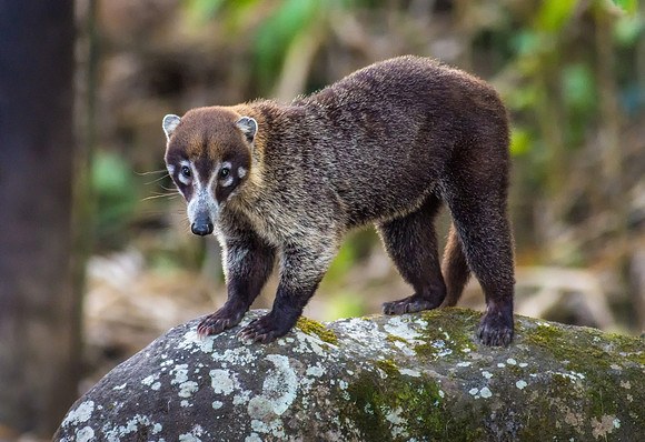 White-nosed Coati