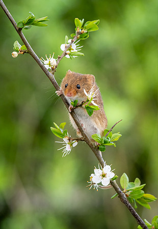 Harvest Mouse