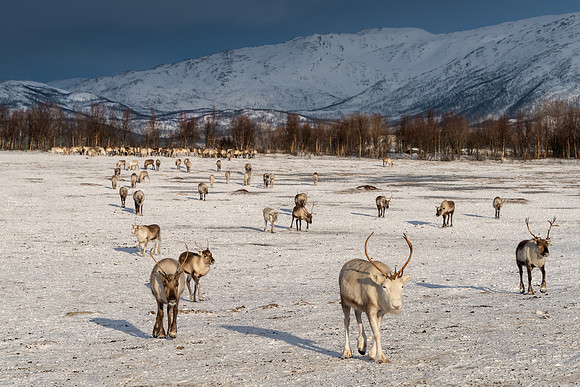 Arctic reindeers