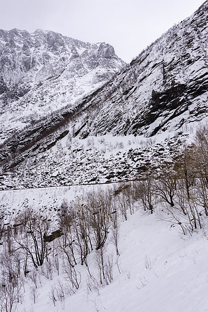 Fjordgard trees