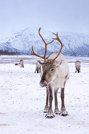Reindeer portrait