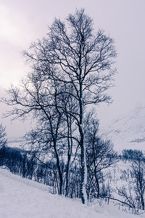 Snow clinging to tree
