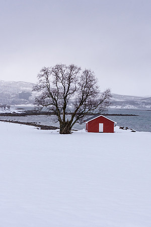 Red Hut & Tree