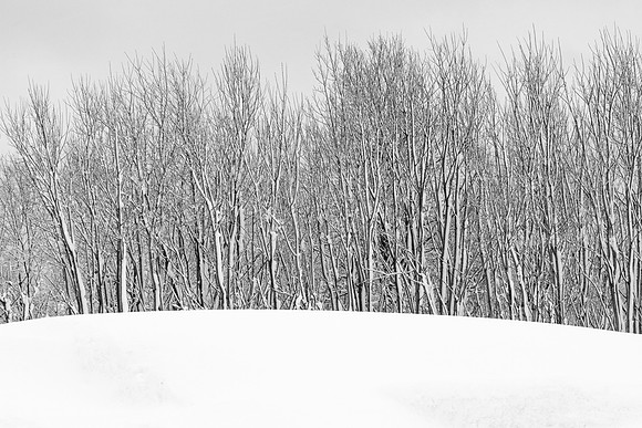 Winter trees