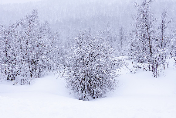 Snow-covered trees