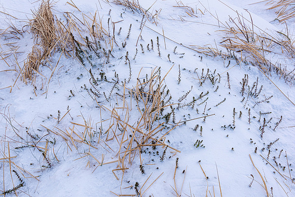 Tundra and snow