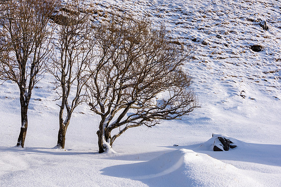 Vikten Trees