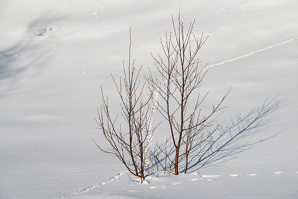 Trees in Snow