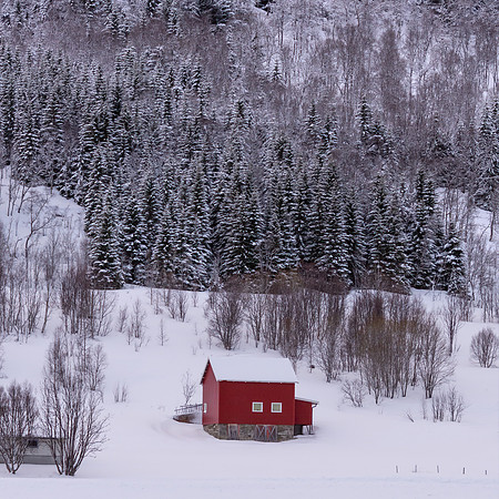 Norwegian Wood
