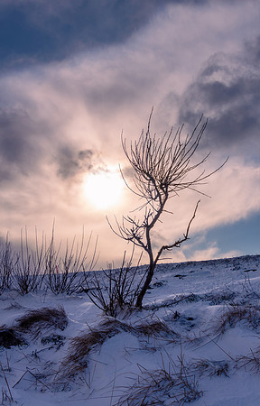 Lone Tree at Dawn