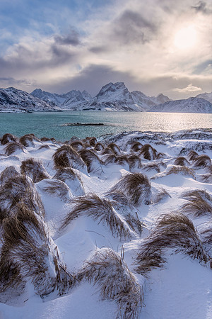 Tussocks