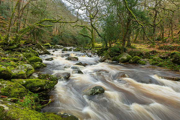Plymouth River, Dewerstone Wood III