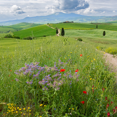 Wildflowers at Terrapile