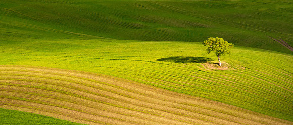 Lone Tree Pano