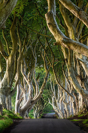 The Dark Hedges, Antrim Coast