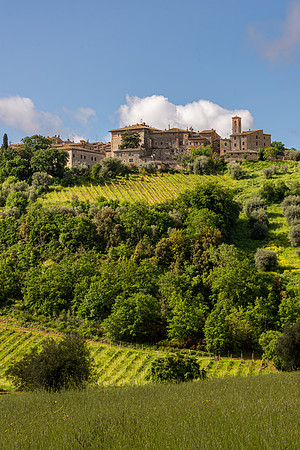 Montalcino II