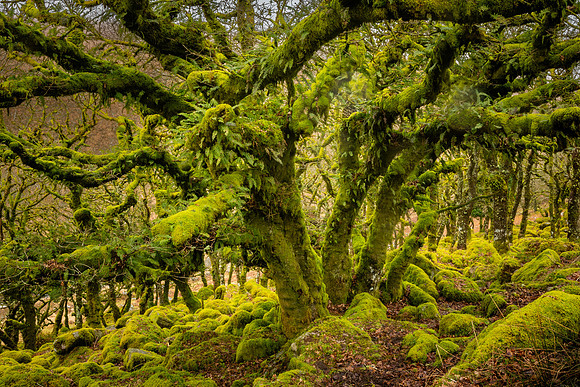 Wistman's Wood VII