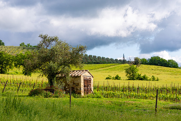 Montalcino Shed