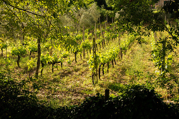 Vines