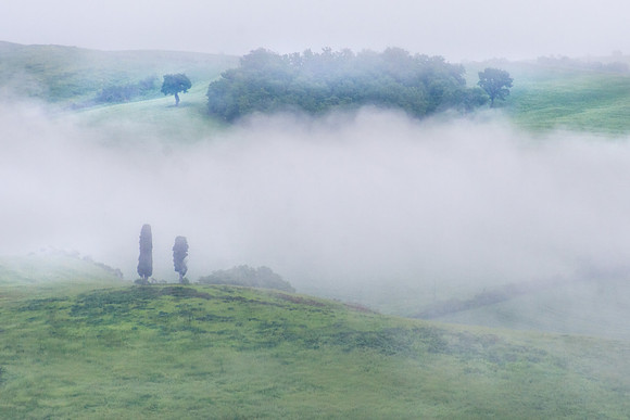 Cypress in the Mist
