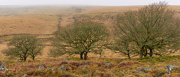 Trio of Trees, Wistman's Wood