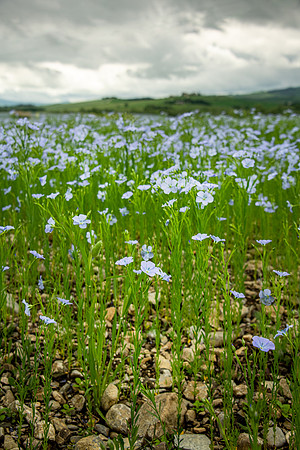 Sea of Blue