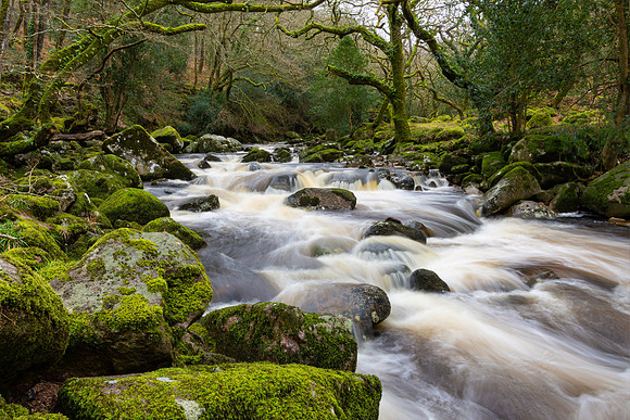 Plymouth River, Dewerstone Wood I