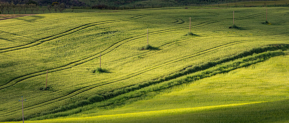 Afternoon Light