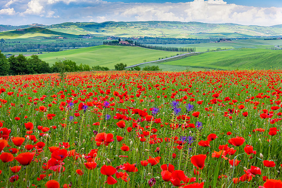 Castiglione d'Orcia V