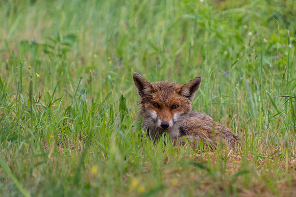 Tuscan Fox