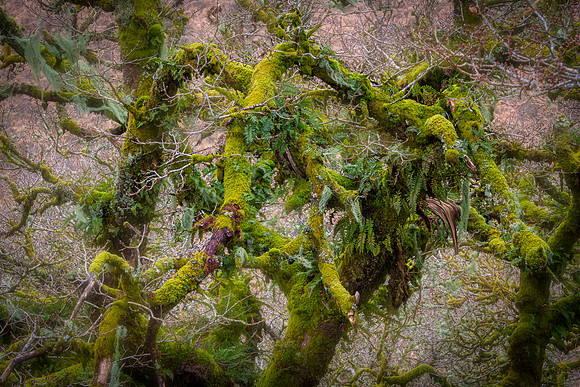 Wistman's Wood II