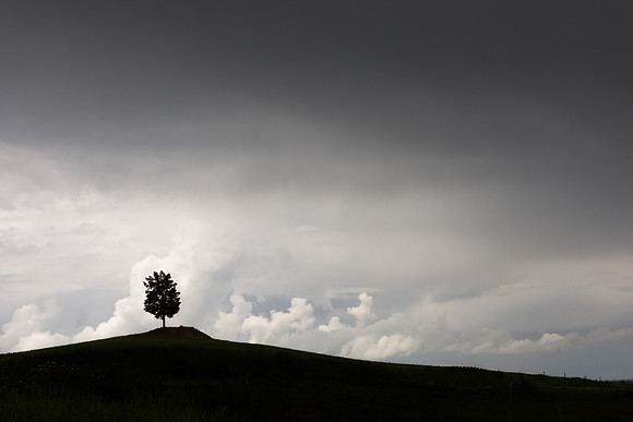 Moody Tree